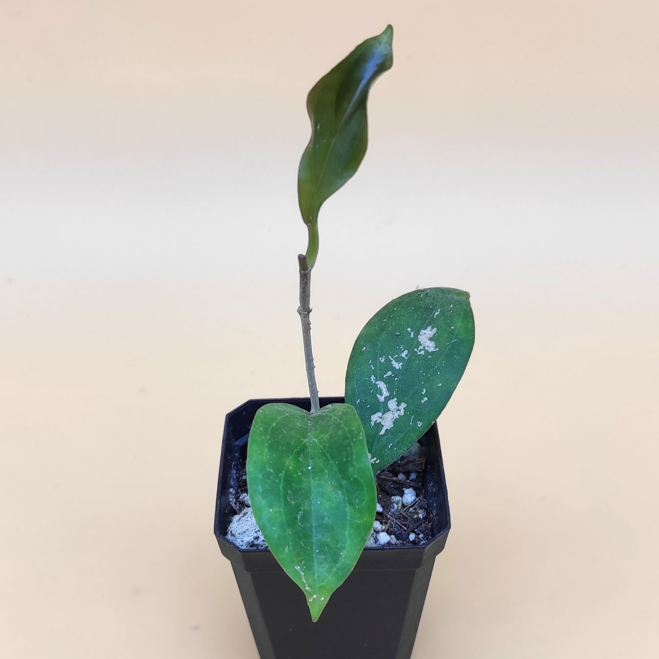 Hoya sp. UT033
