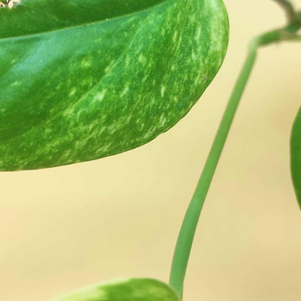 Miniature : Epipremnum Pinnatum "Kujang Yellow flame"