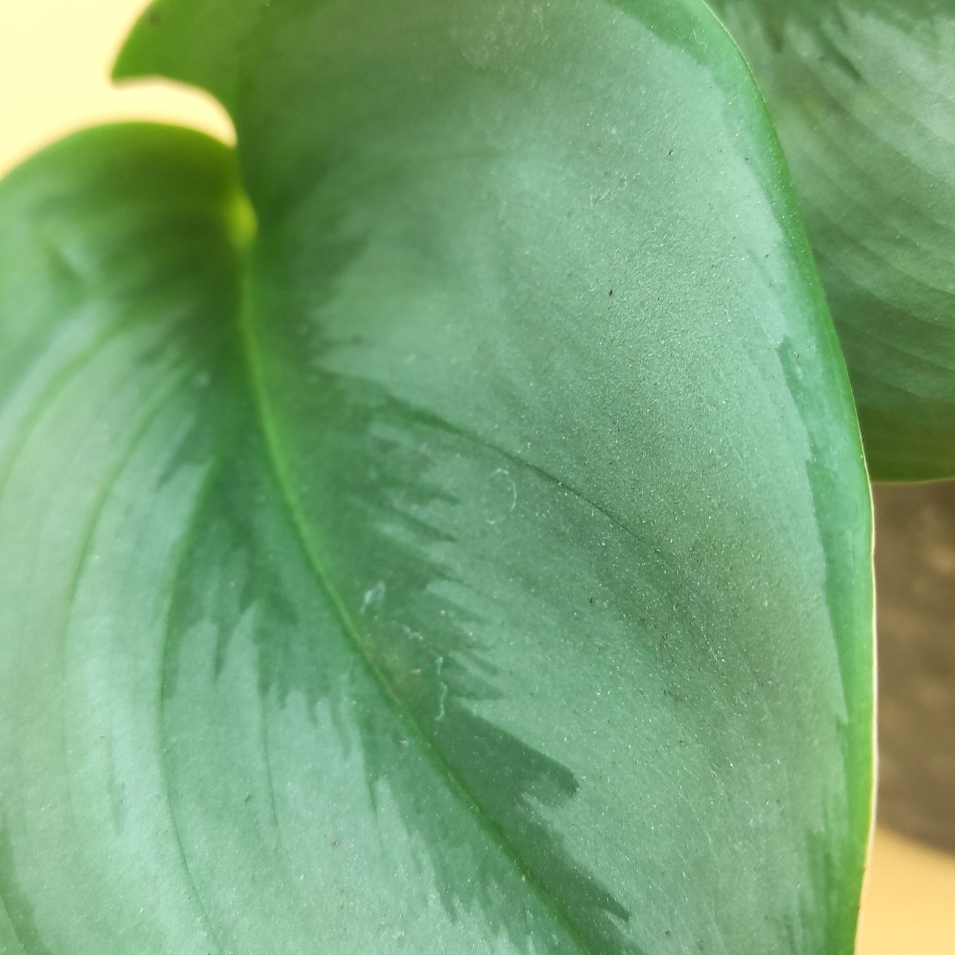 Scindapsus Treubii Moonlight