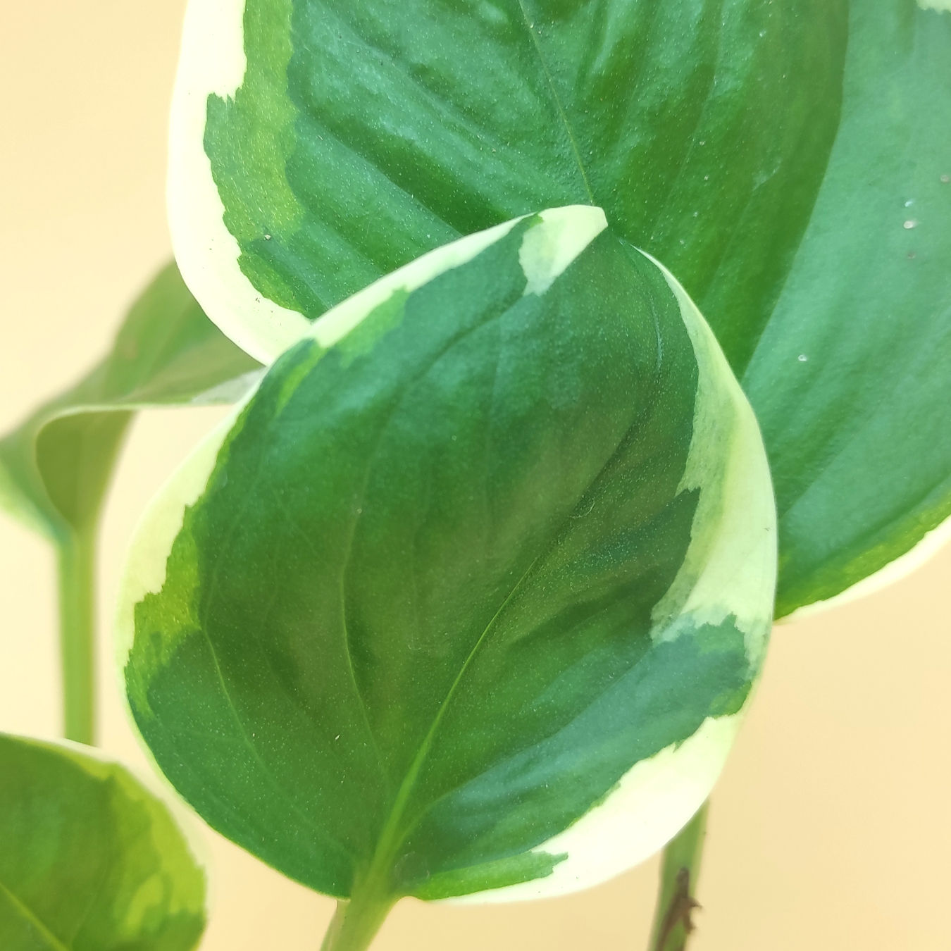 Epipremnum Aureum "Poonsin"