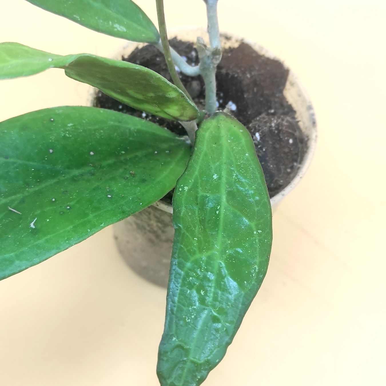 Hoya Benvergarai