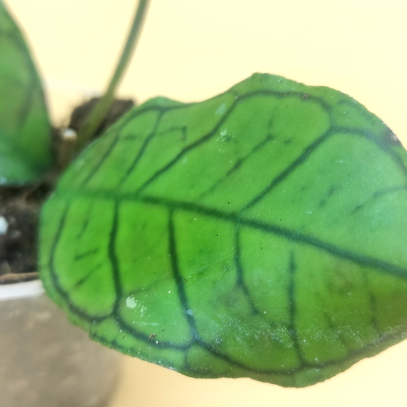 Hoya sp. Gunung Gading