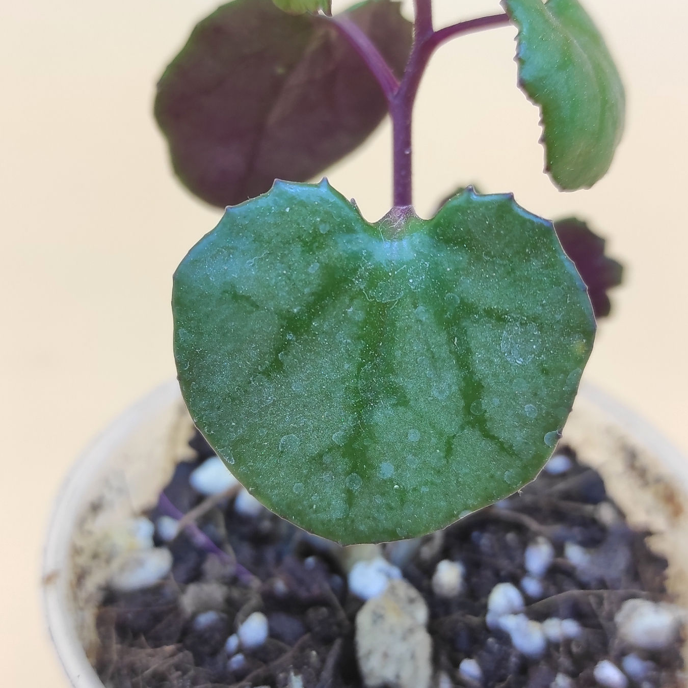 Senecio Mikanioides