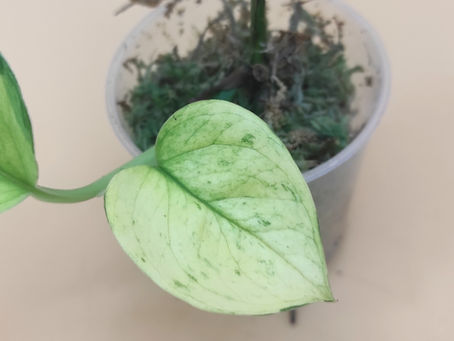 Le Pothos