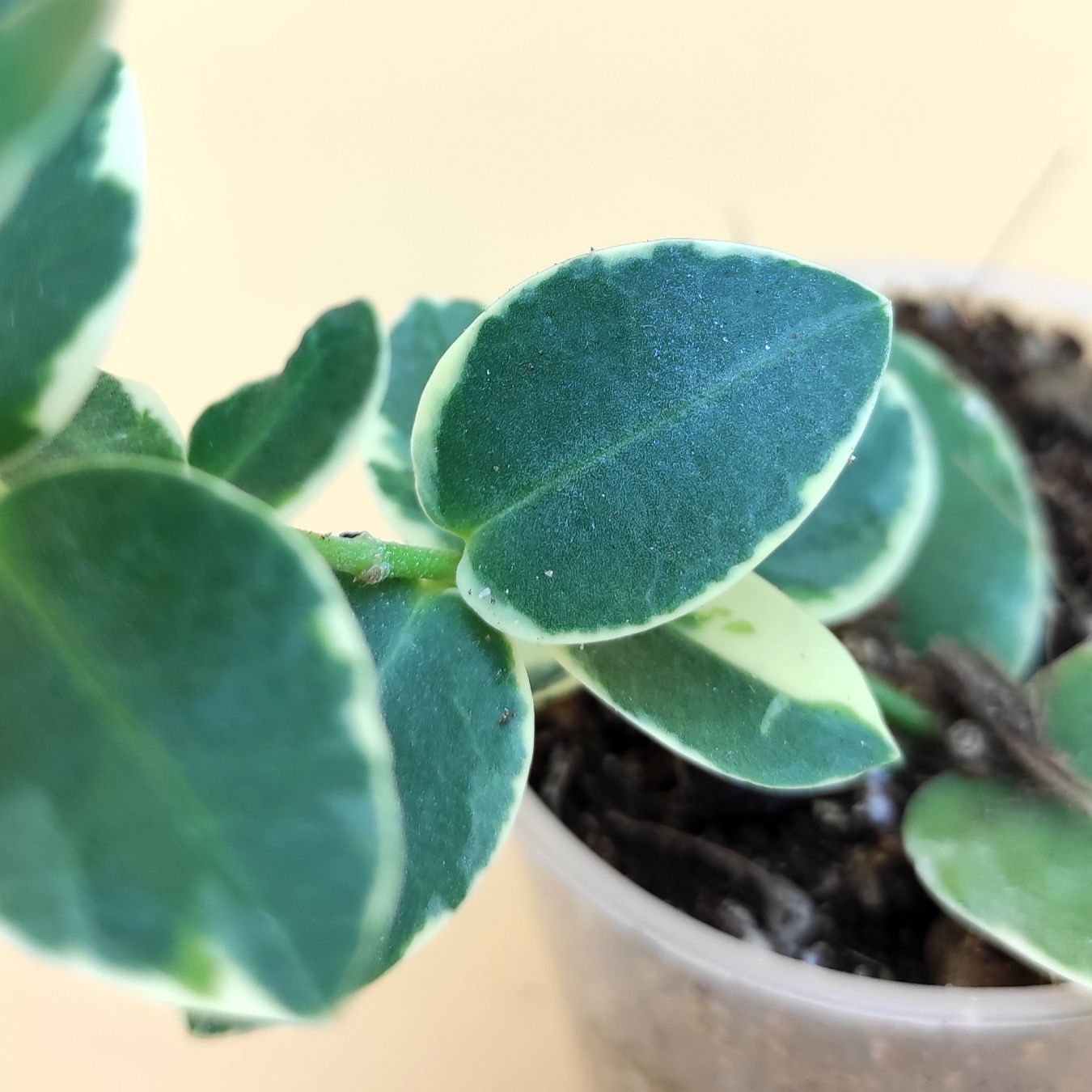Hoya Cumingiana (albo marginata)