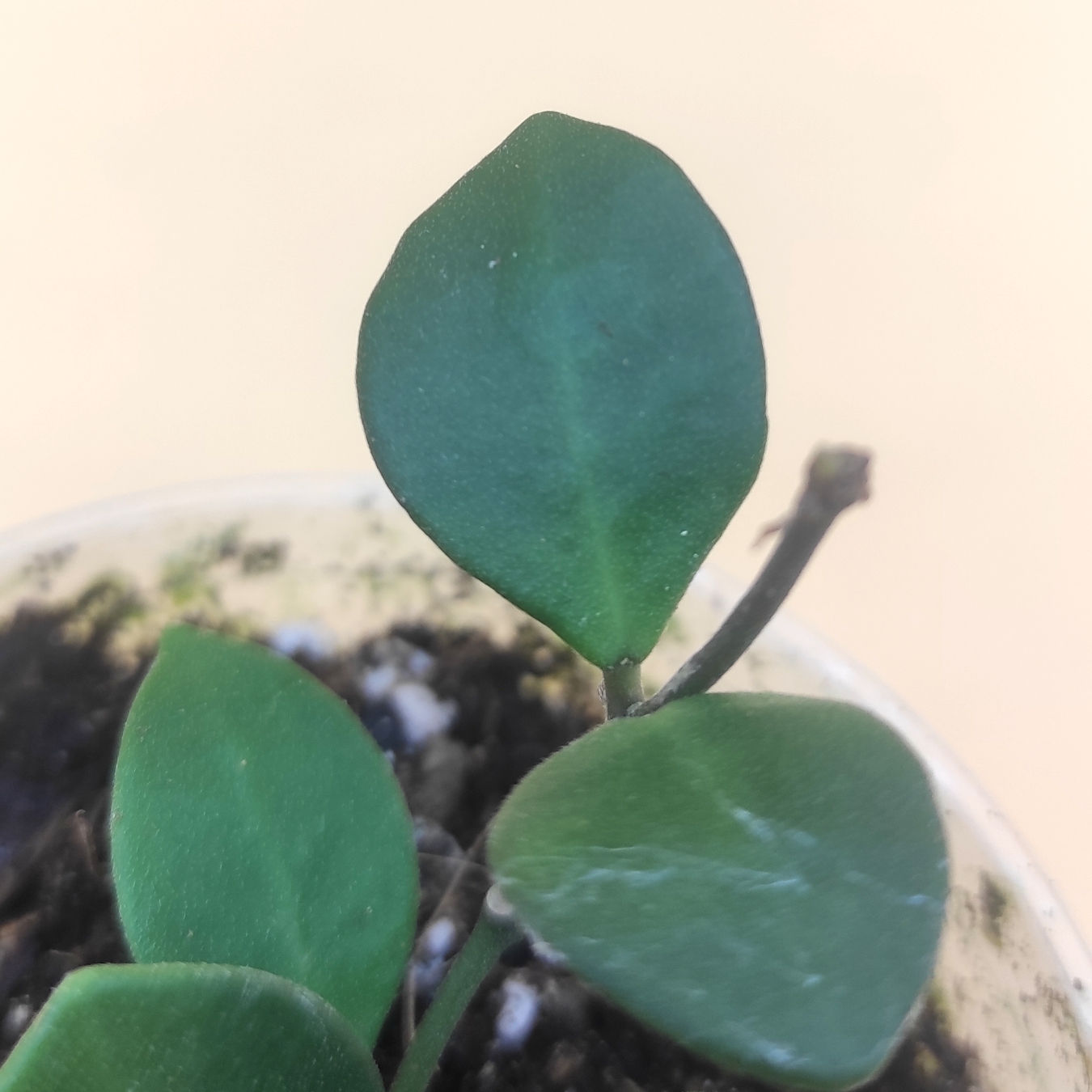 Hoya Carmelae