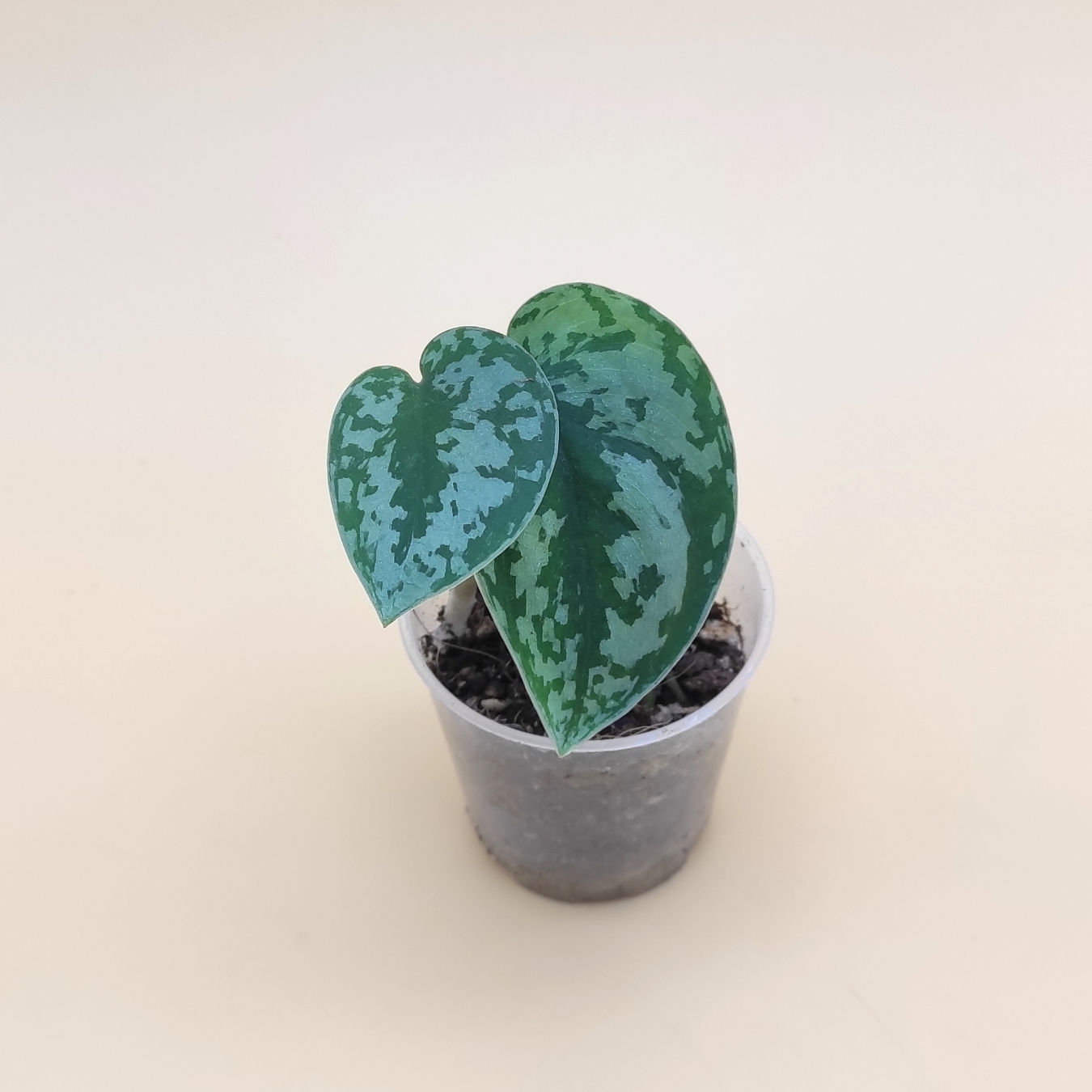 Scindapsus Pictus "Silver Lady"