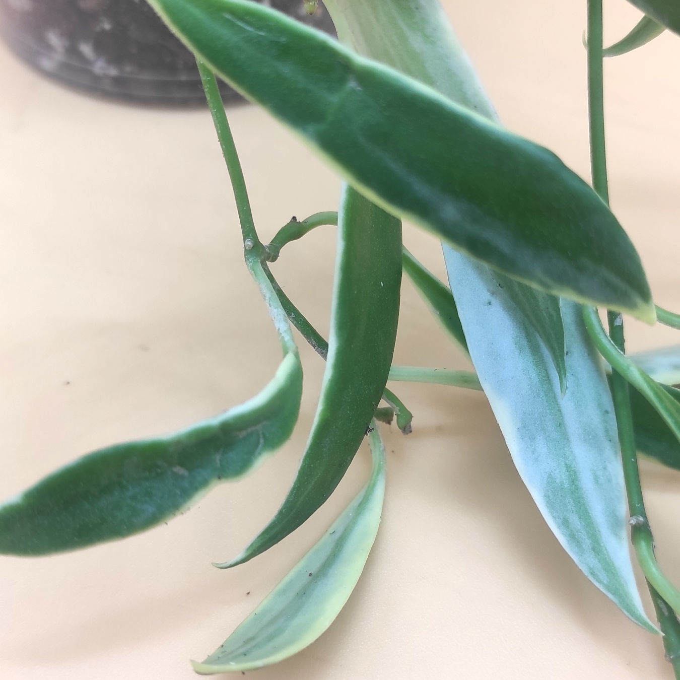 Hoya Tsangii albo marginata