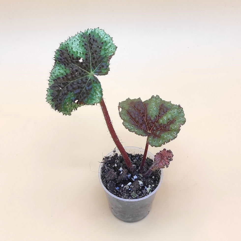 Miniature : Begonia Massoniana