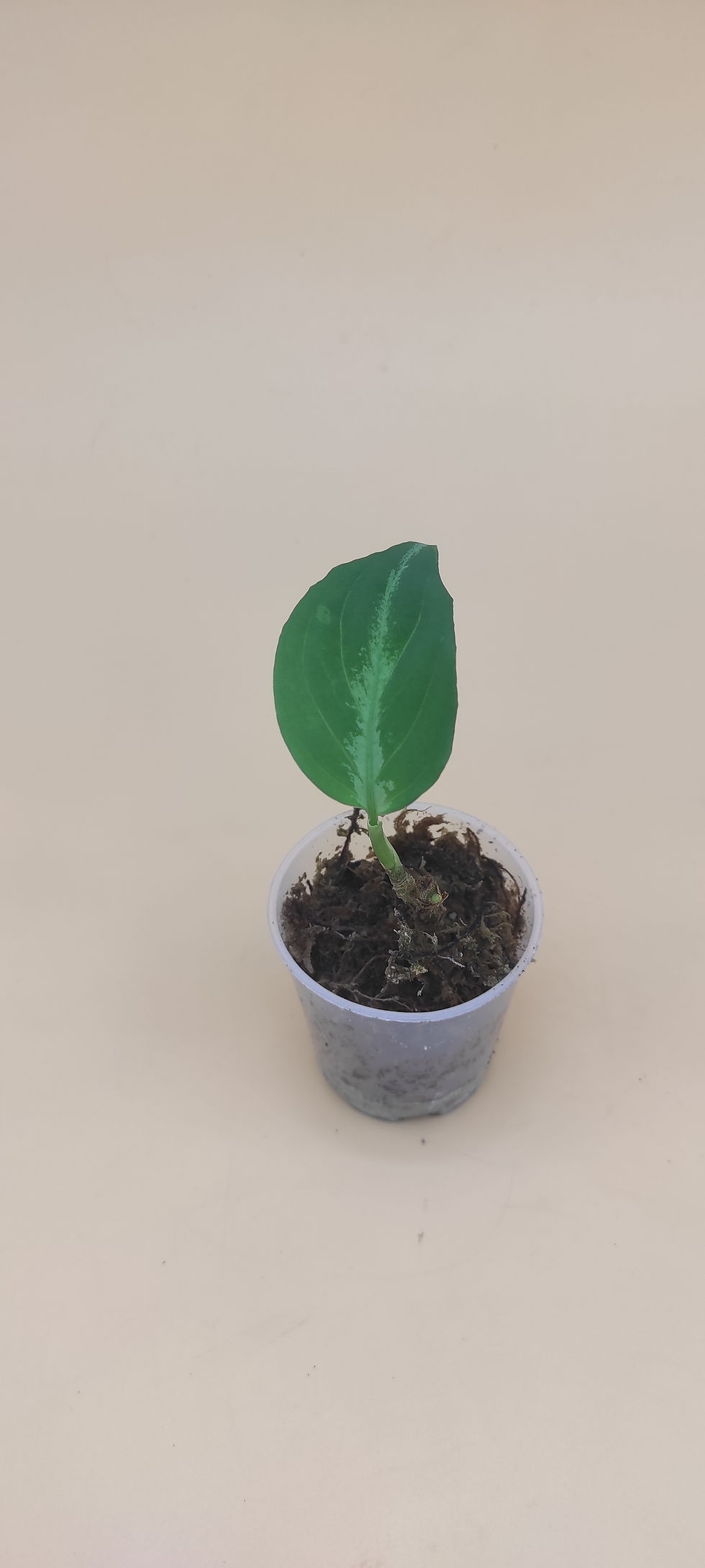 Miniature : Aglaonema Pictum Bicolor