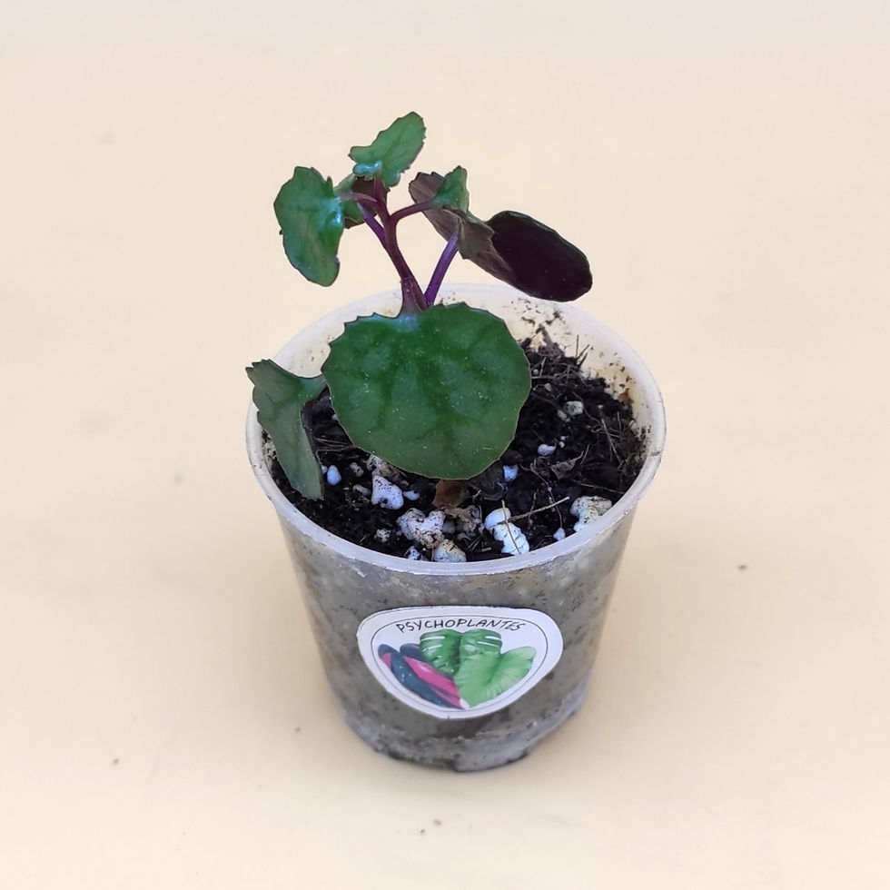 Miniature : Senecio Mikanioides