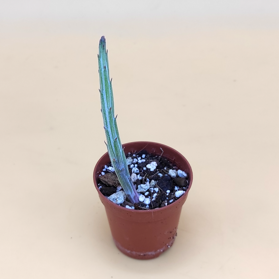 Miniature : Senecio Stapeliiformis