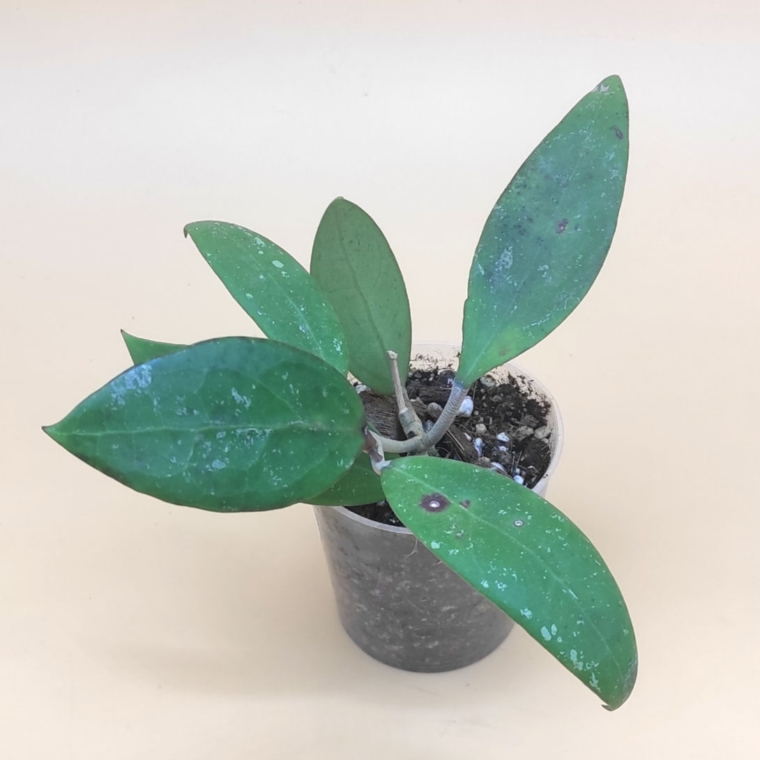 Hoya sp. BanBangPla