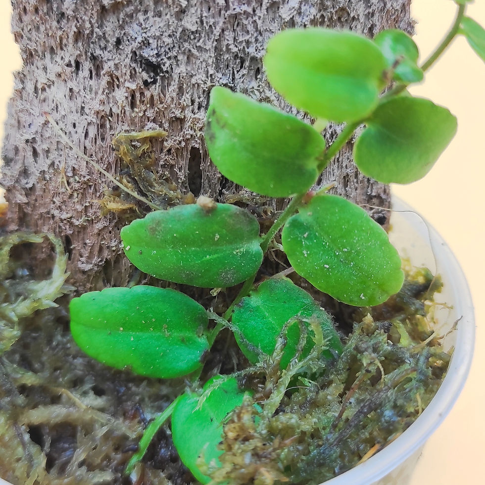 Miniature : Marcgravia Sintenisii