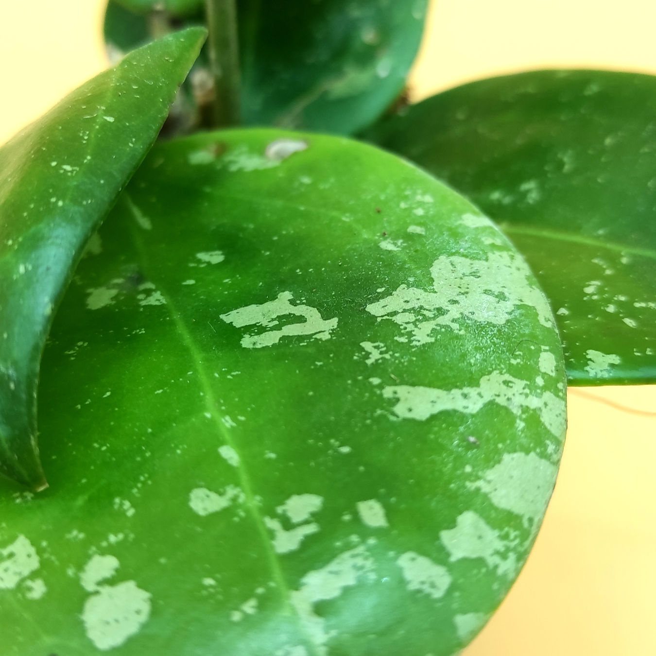Hoya Verticillata EPC997