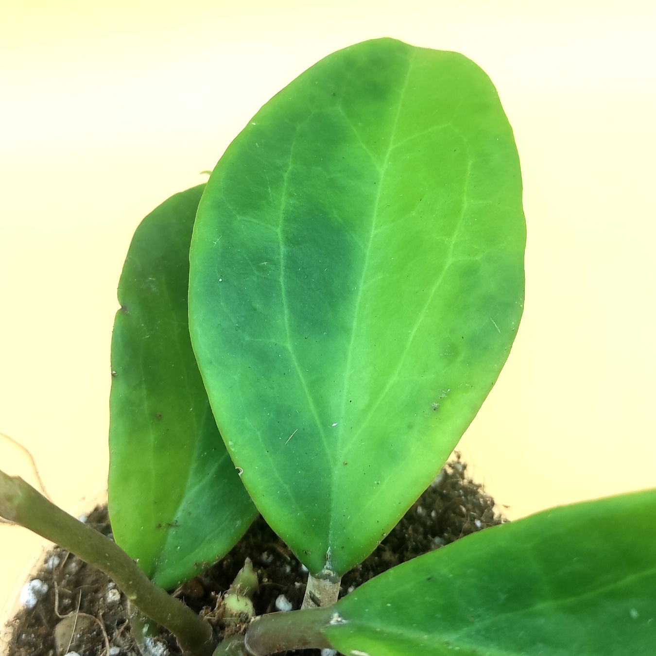 Hoya cv. Dr Ibok