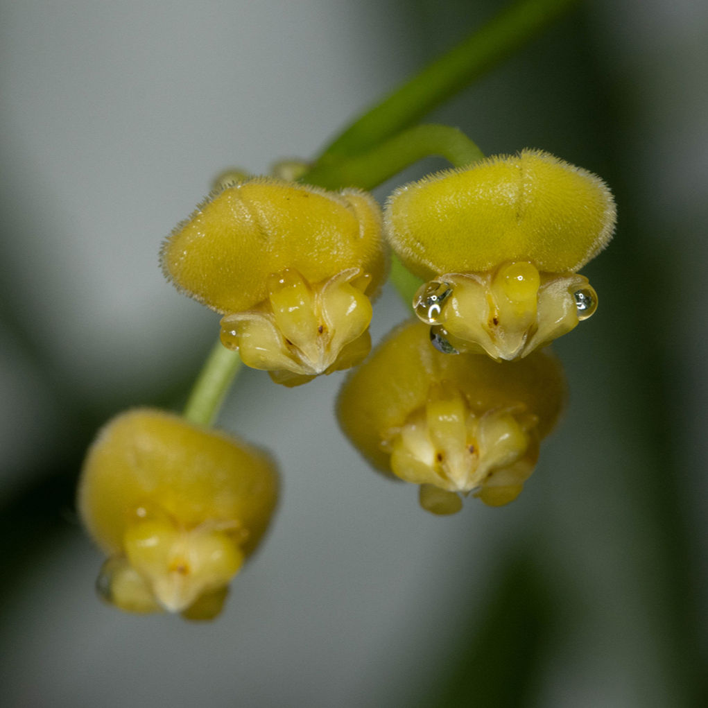 Hoya Tsangii