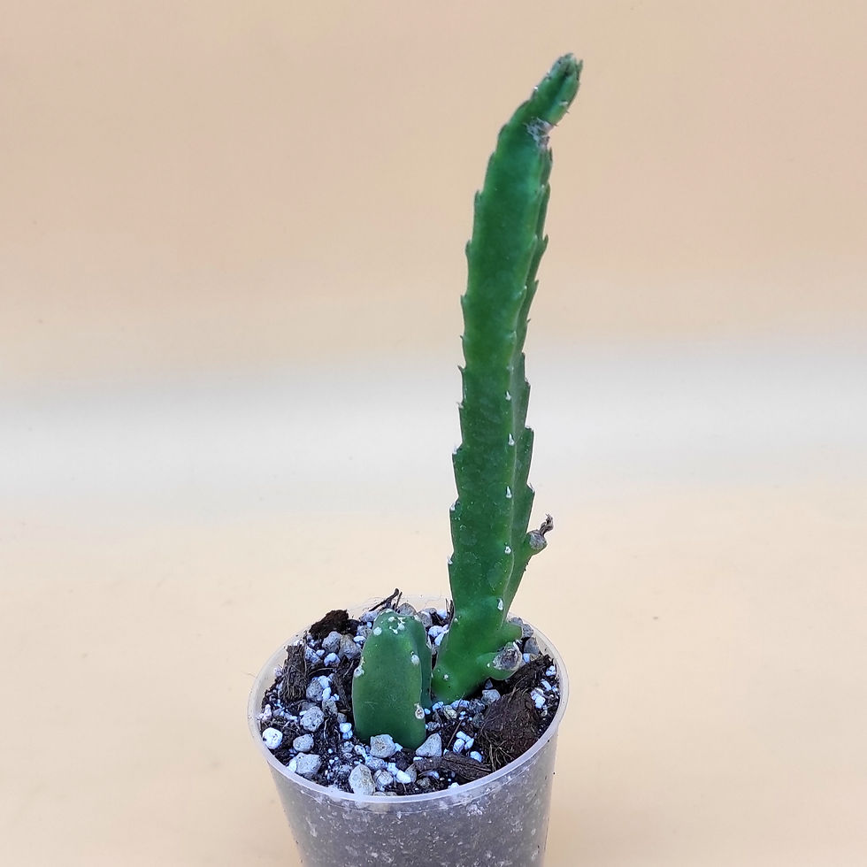 Miniature : Stapelia Hirsuta