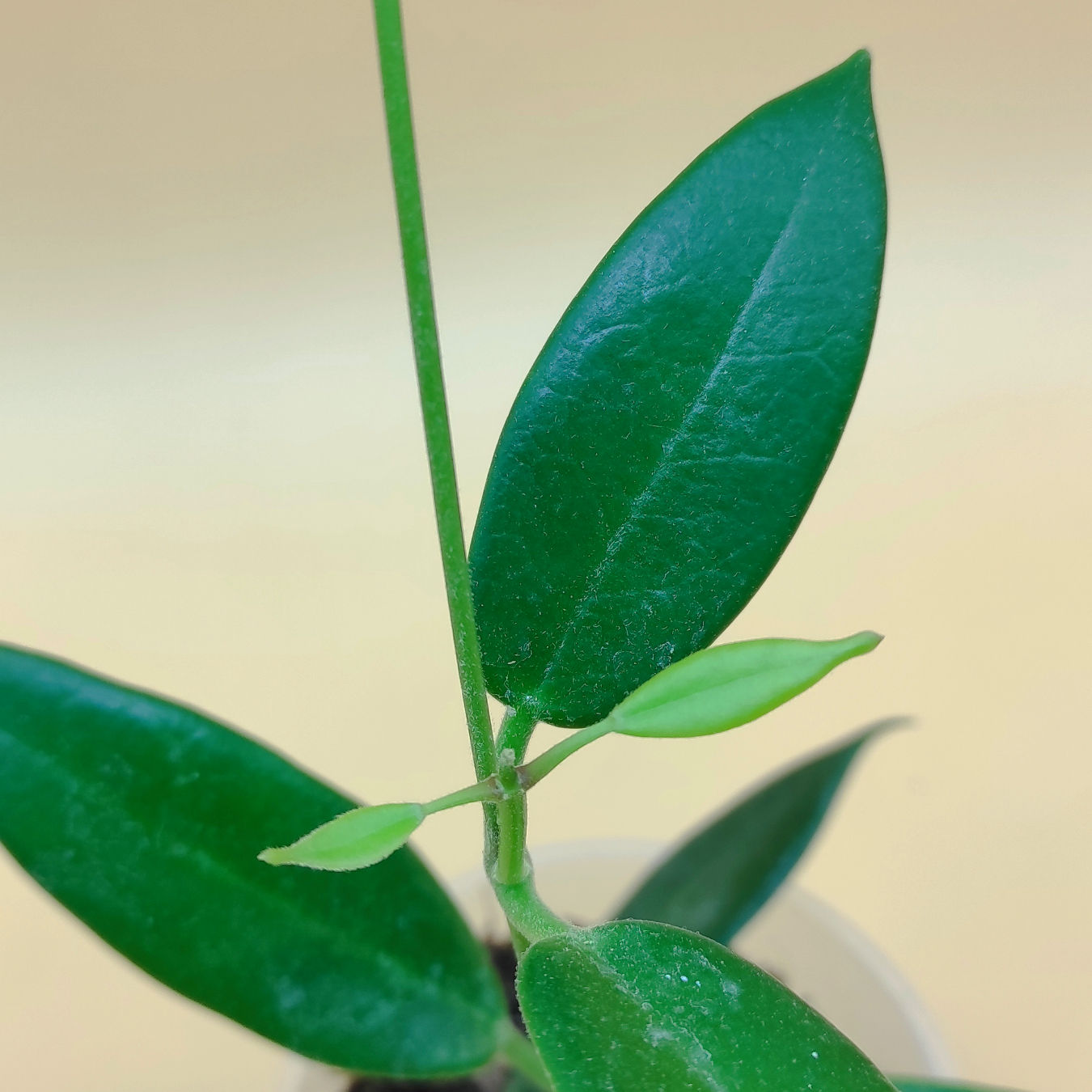 Hoya Australis Rupicola