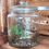Miniature : KIT TERRARIUM