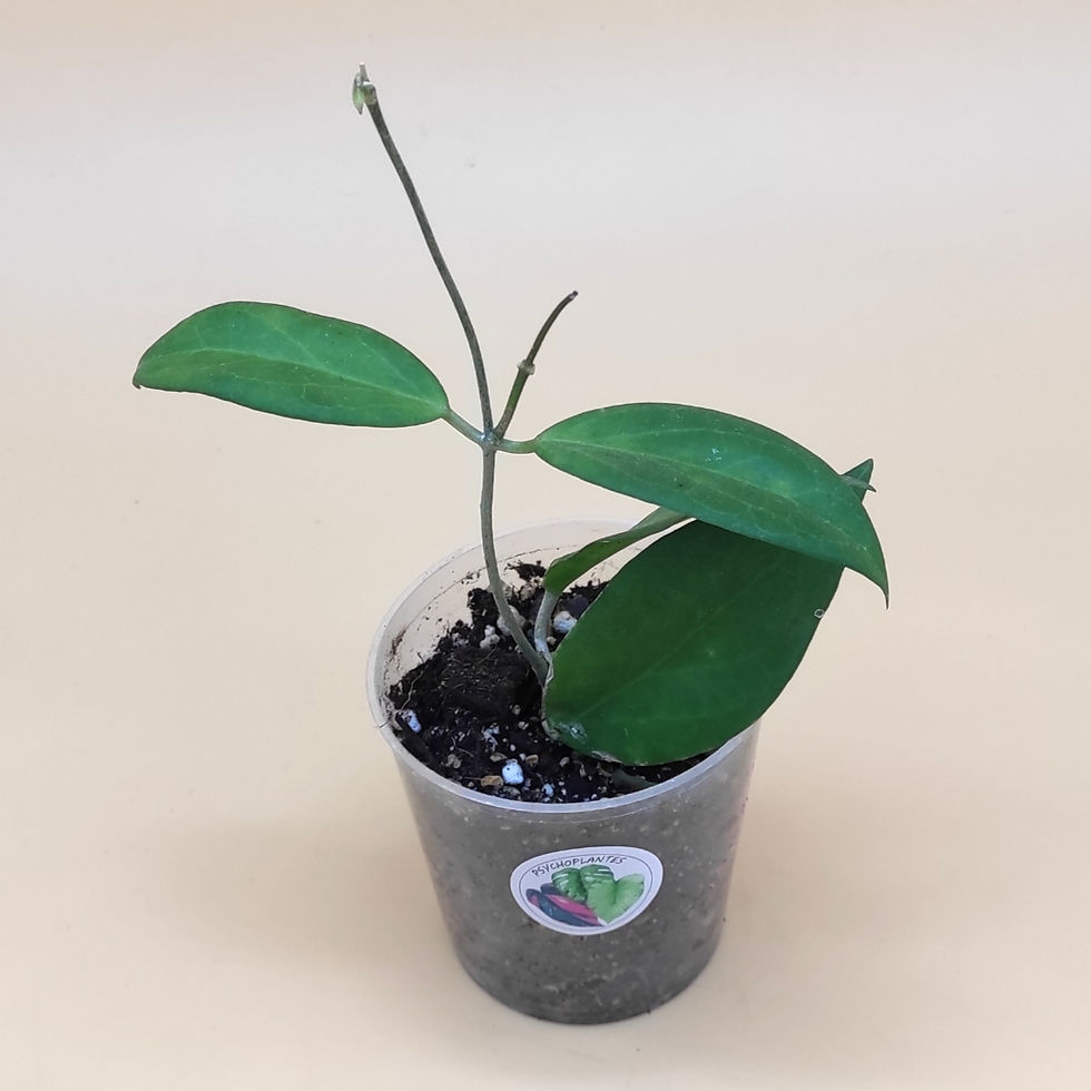 Miniature : Hoya Cutis Porcelena