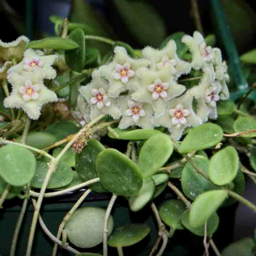 Hoya Serpens