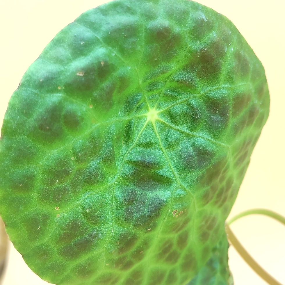 Miniature : Begonia Phuthoensis
