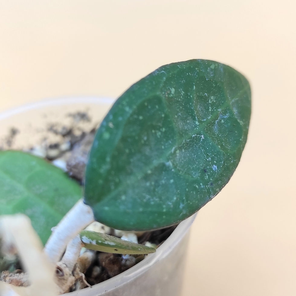 Miniature : Hoya Verticillata (black margin)