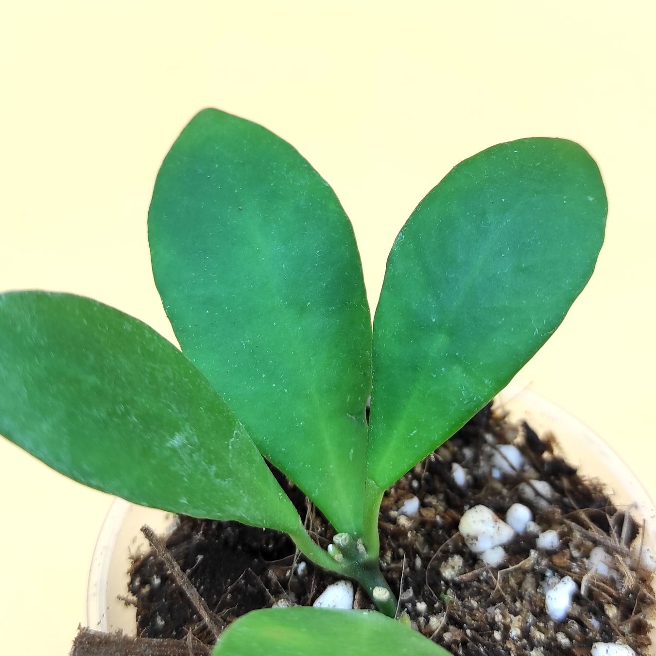 Hoya Sinagtala