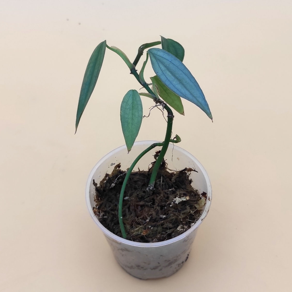 Philodendron Burle-marxii "fantasy"