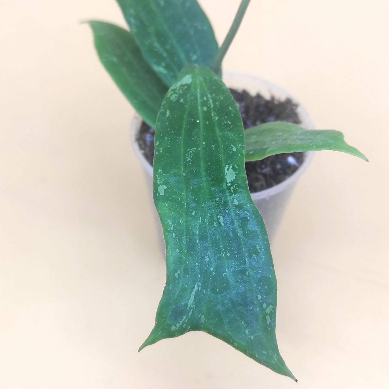Hoya Verticillata Loei