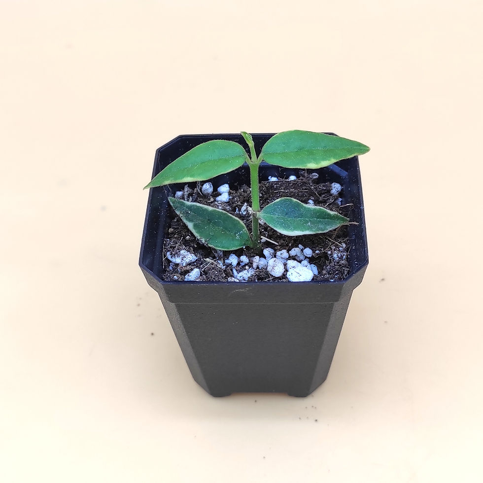 Miniature : Hoya Bella "Anneke Buis"