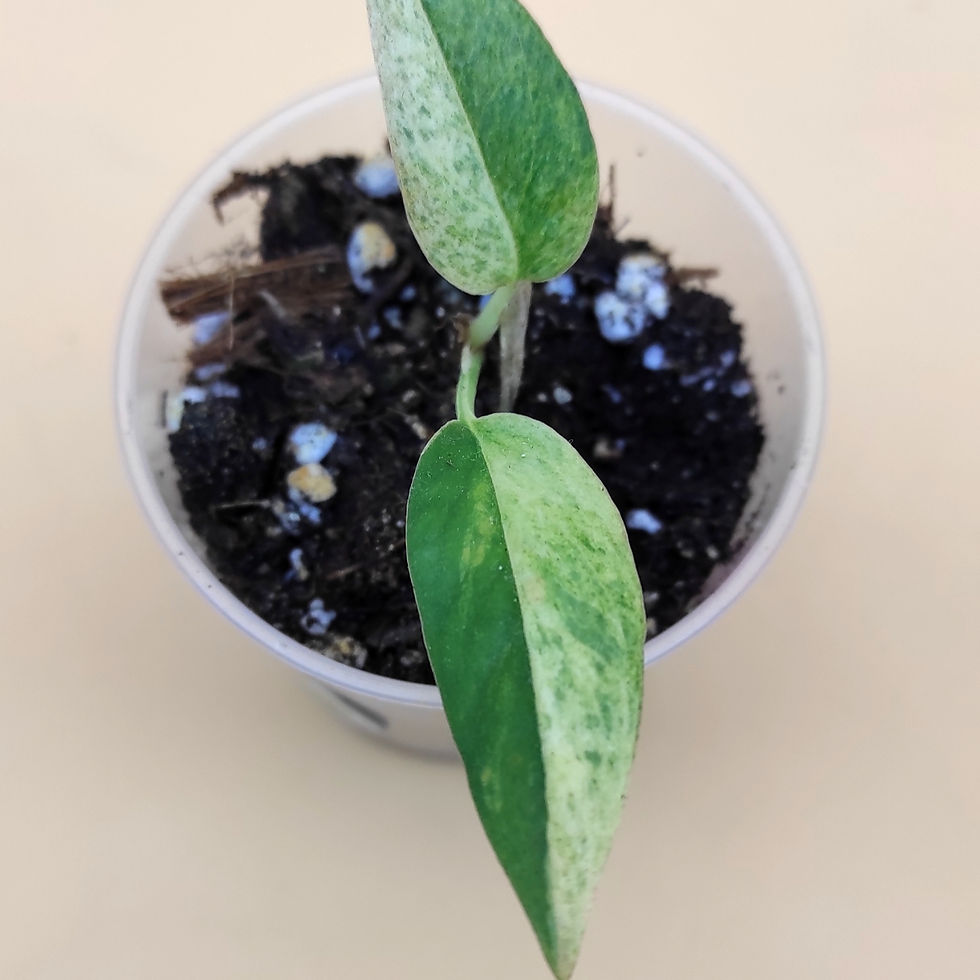 Miniature : Epipremnum Pinnatum Cebu Blue Special Variegata
