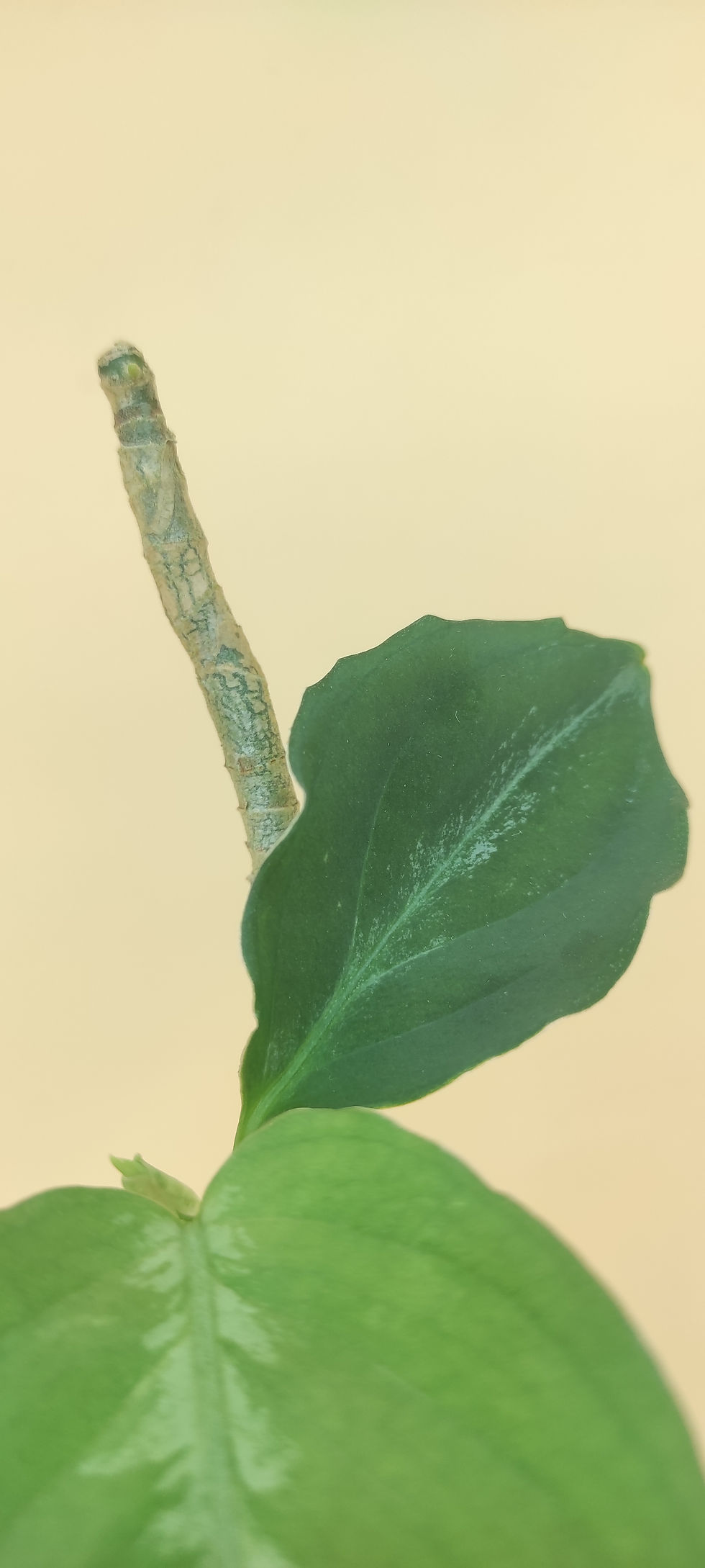 Miniature : Aglaonema Pictum Bicolor