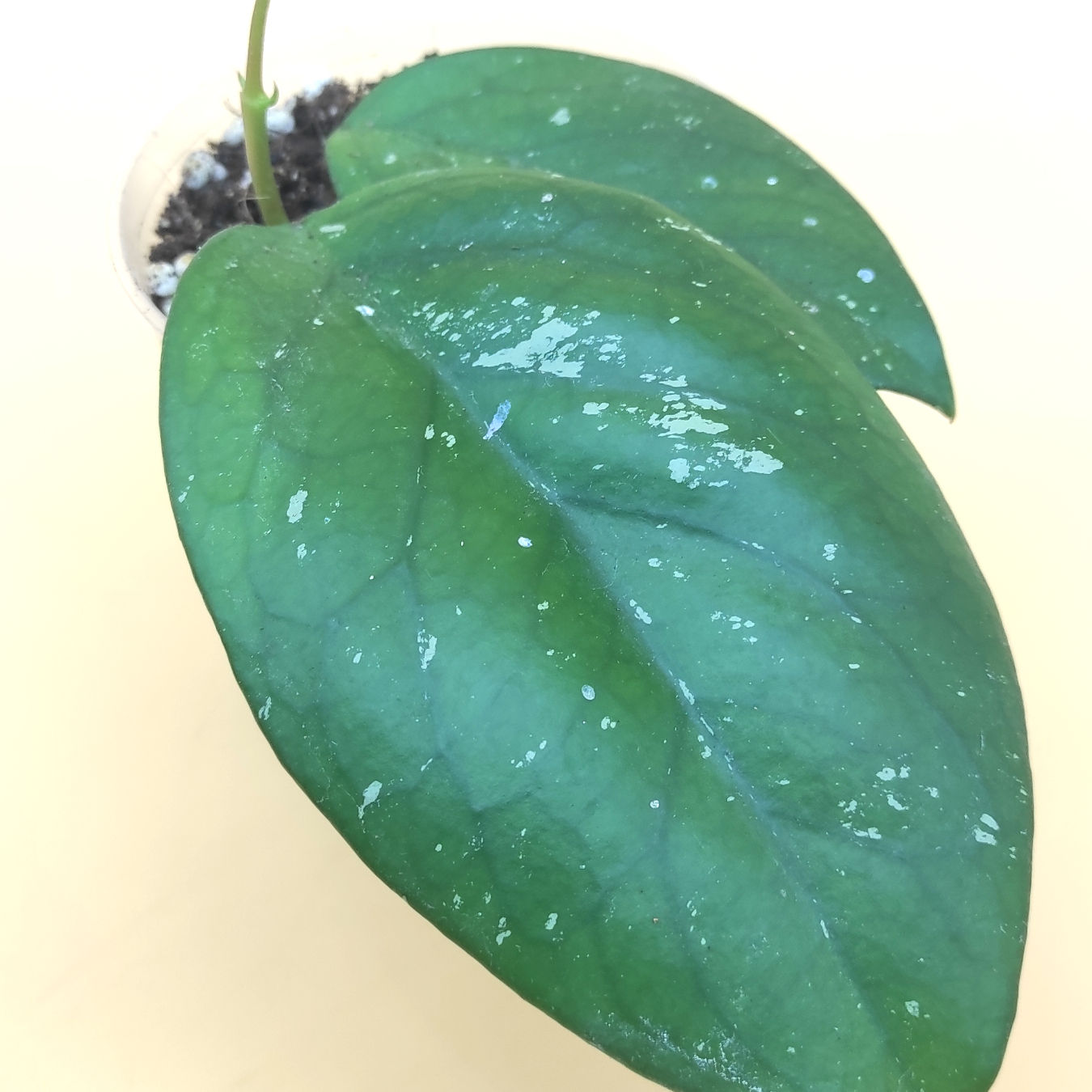 Hoya Pubicalyx SAO 111 (cutting)