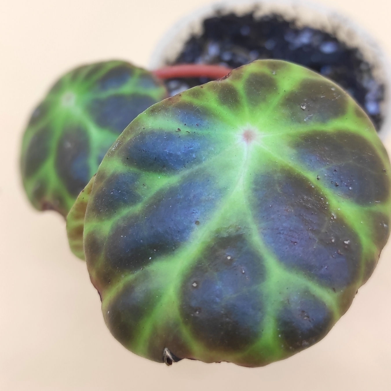 Begonia Kingiana dark form