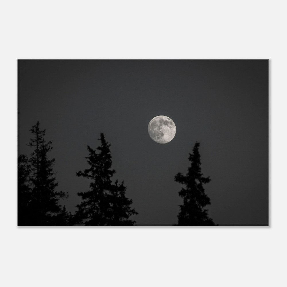 Moon Over Pines - Canvas