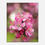 Thumbnail: Cherry Blossoms - Canvas
