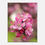 Thumbnail: Cherry Blossoms - Canvas