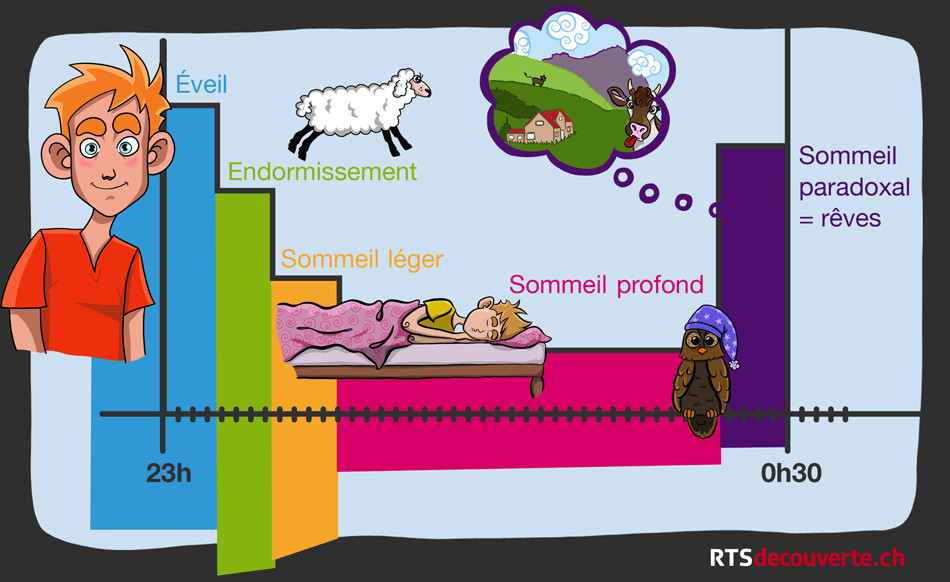 les cycles du sommeil
