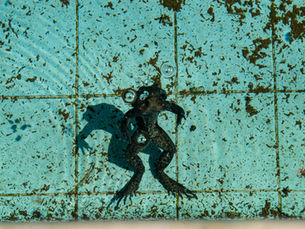 What Methods Help Prevent Frogs From Getting Into a Pool?