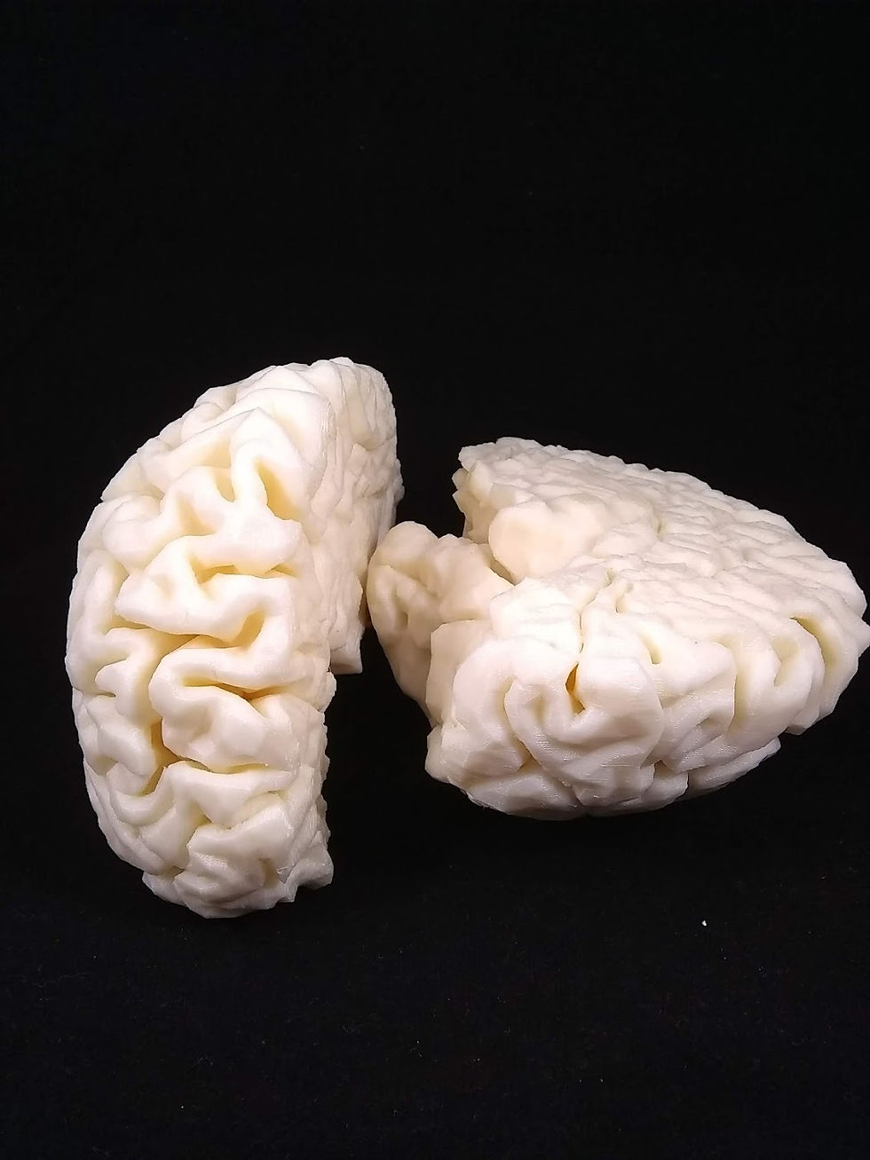 brain