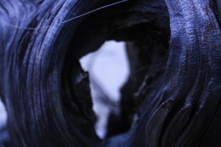 JI_bluetree.png