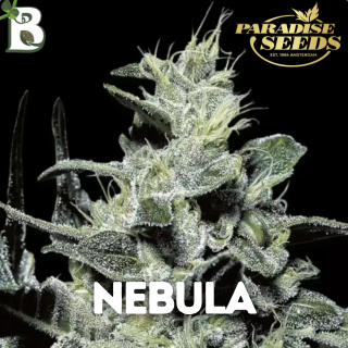 Nebula PARADISE SEEDS