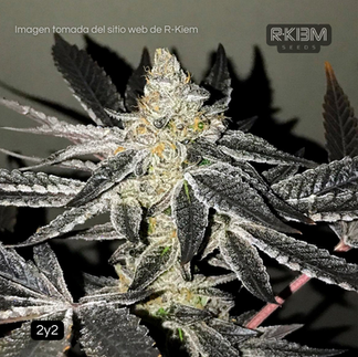 Genéticas de Combate - R-Kiem Seeds