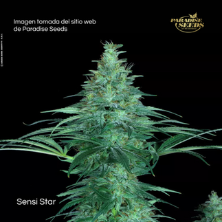 Genéticas de Combate - Paradise Seeds