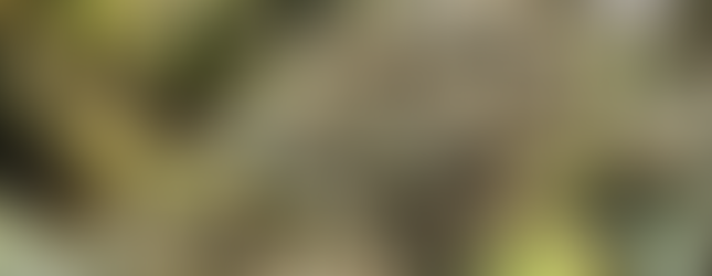 Sativas inolvidables: Pineapple Poison