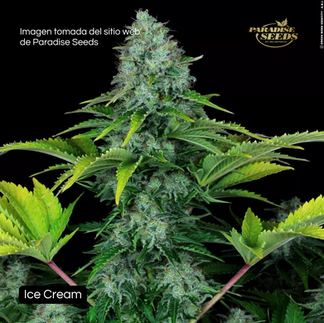 Genéticas de Combate - Paradise Seeds