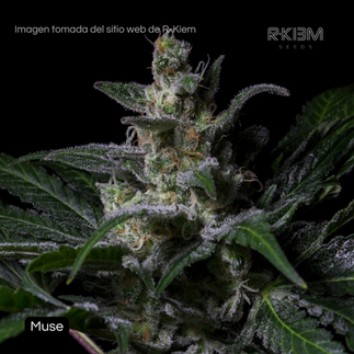 Genéticas de Combate - R-Kiem Seeds