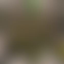 Happy Lora - Black Tuna